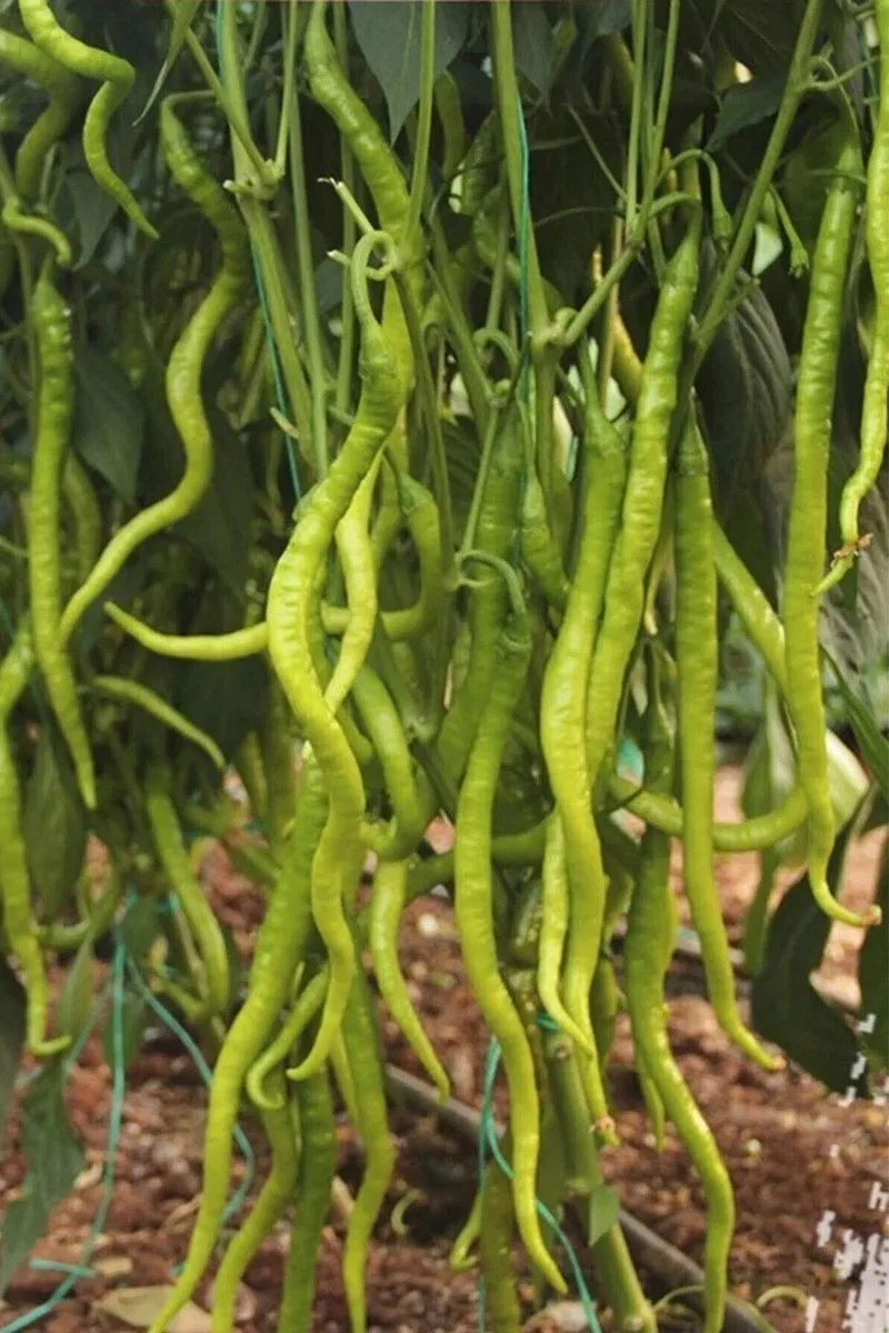 Tatlı Kıl Biber Tohumu 10 Gr görsel 2