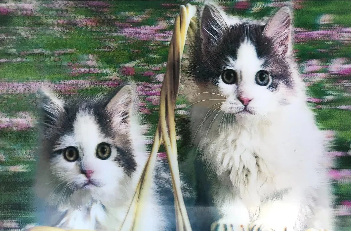 3 Boyutlu Resim Sevimli Kediler İkili Kedi Resmi Tablosu 40x60 Cm