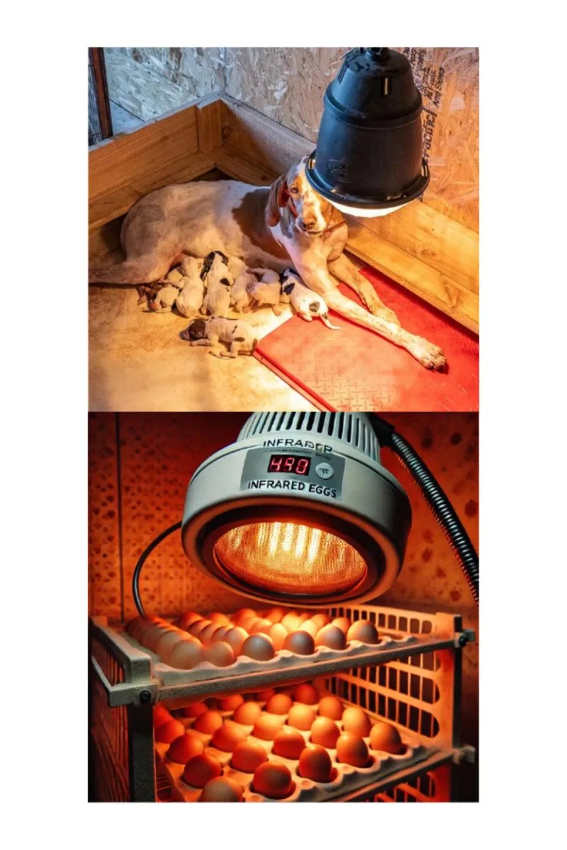 250w Kızılötesi (infrared) Isıtıcılı Hayvan Isıtma Ve Kuluçka Lambası (kırmızı Işık) E27 (kalın Duy) görsel 4