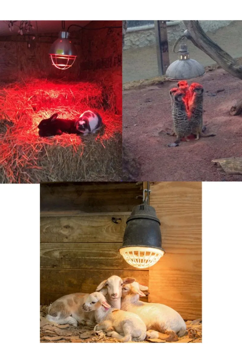 (6 Adet) 250w Kızılötesi Isıtıcılı Hayvan Isıtma Ve Kuluçka Lambası (kırmızı Işık) E27 (kalın Duy) görsel 2
